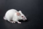 Размножаване на белите мишки