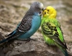 Размножаване при вълнистите папагали