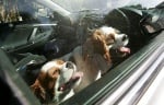 Разрешиха със закон счупването на прозорец на кола с цел спасяване на животно