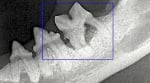 Рентгенова снимка на зъб на куче