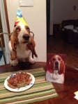 Рожден ден на кучето