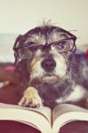 Рошаво куче чете книга с очила