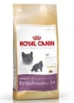 "British Shorthair" - Храна за Британски късокосмести котки над 1 година  