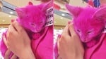 Розовото коте на Лена Ленина
