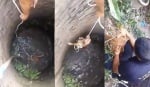 С нечовешки усилия младеж спаси куче от удавяне в кладенец