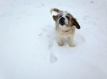 Санбернарче в снега