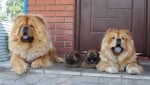 Най - очарователните семейни снимки на кучета