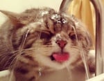 Фотоси на шантави котки, които обичат водата