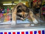 Шарена котка в магазина