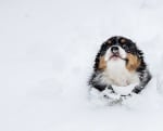 Шарено кученце в снега