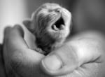 Шепа чиста любов - малки сладки животни, които се събират в дланта ни