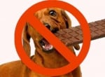 Шоколада е отровен за кучето