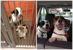 Щастливите изражения на спасени от приюти кучета