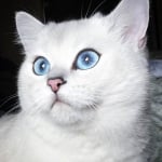 Сини очи на котка