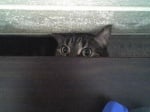 Сива котка под масата