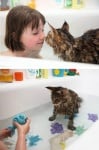 Сива котка обича водата