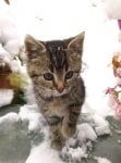 Сиво котенце на снега