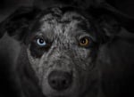 Сиво куче с различни очи