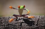 Скачаща зелена жаба