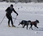 Ски джоринг с кучета