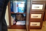 Скрит в кухненския шкаф