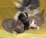 Скункс и котета живеят заедно в приют за животни
