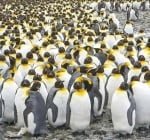 Учени следят популацията от пингвини от космоса