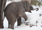 Слонче в снега