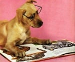 Смешна подборка на четящи кучета