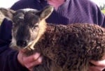 В Ирландия се роди необичайно животно - смеска между козел и овца