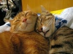 Снимки, доказващи неземната любов между котките