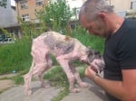 Снимки на българско улично куче в чужд сайт предизвикаха бум в интернет