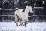 10 снимки, показващи уникалната красота и грация на конете