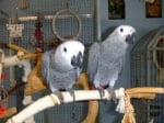 Африканския сив папагал за приемане