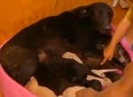 Спасени кученца и майка им
