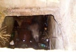 Спасиха глиганче от водна шахта в Стара Загора