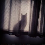 Сянка на котка