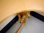 Страхуващо се куче от преглед при ветеринар