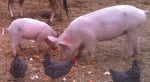 ЕК дава 20 млн. лева субсидия за хуманно отглеждане на птици и свине