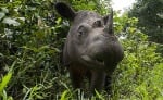 Суматрийски носорог