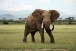22 Септември - Световен ден за защита на слоновете