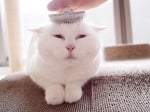 Тази 17-годишна котка е най - очарователната интернет звезда в Япония