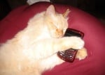 Телефон в котката