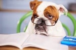 Тест за интелигентност - кучета