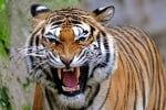 Тигър уби жена в зоопарк