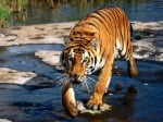 Тигрите възвръщат местообитанията си в някои части на Азия