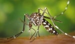 Общините вземат мерки срещу опасния тигров комар открит в  България