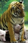 Тигър се грижи за прасенца в зоопарк Тайланд