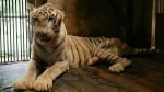 Тигър в зоопарк в Индонезия