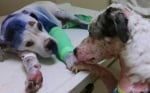 Изтезавано куче утешава друго кученце простреляно в главата